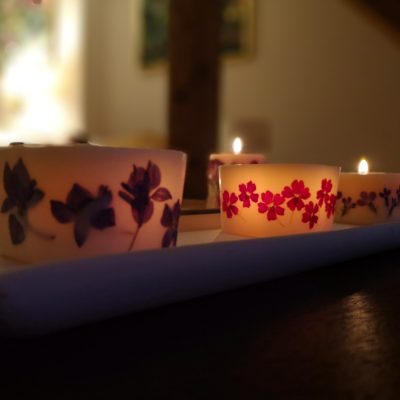colibri blu candles świeczki ogród marzeń niezapominajki trawa cytrynowa werbena czerwona radość życia 3